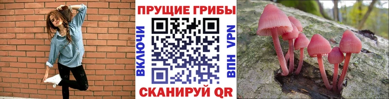 Галлюциногенные грибы Psilocybine cubensis Лениногорск